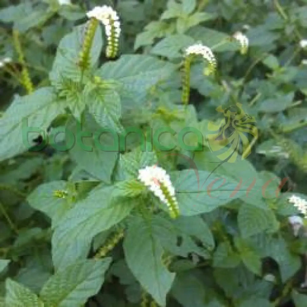 Fresh Alacrancillo - Botanica Nena