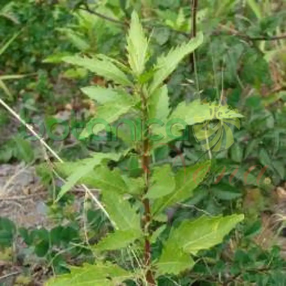 Fresh Epazote (Apasote) - Botanica Nena