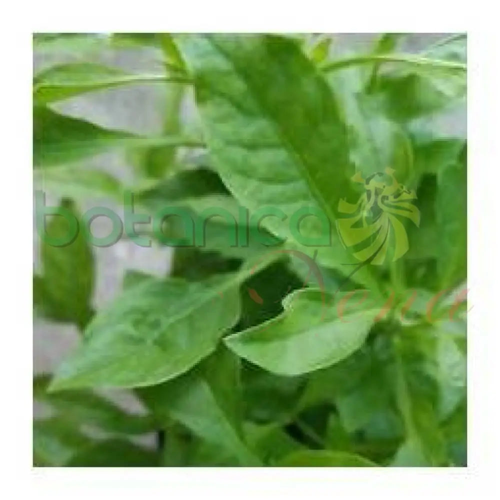 Fresh Arrasa con Todo - Botanica Nena