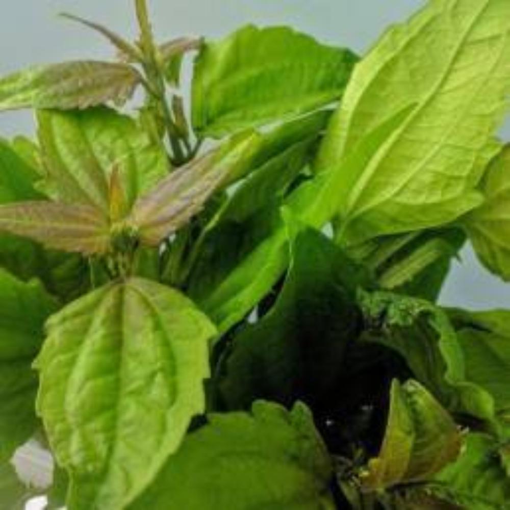 Fresh Rompe Saraguey (POS) - Botanica Nena