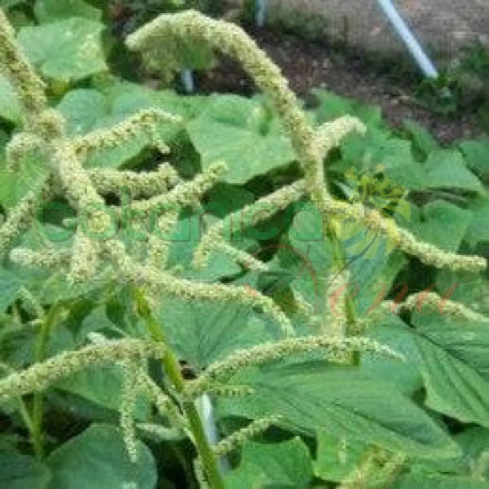 Fresh Bledo Blanco - Botanica Nena