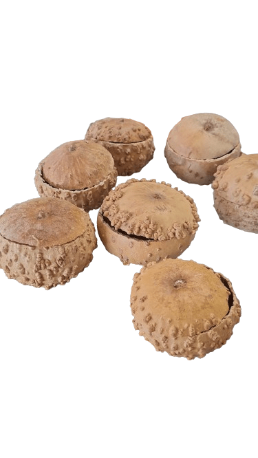 Orisa Odu para medicinas africanas 5"W x 3.5"H - Botanica Nena