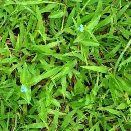Fresh Canutillo - Botanica Nena
