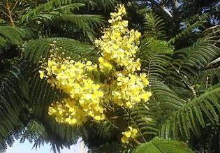 Fresh Iguí Ata Oro (Algarrobo) - Botanica Nena