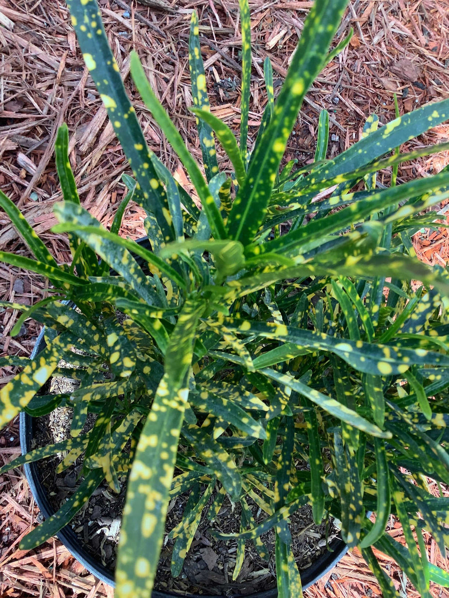 Fresh Justice (Justicia) - Botanica Nena