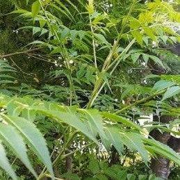 Fresh Ewé Ibayú (Paraíso) - Botanica Nena