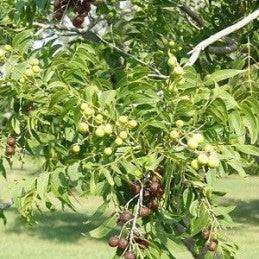 Fresh Soapberry (Jaboncillo) - Botanica Nena