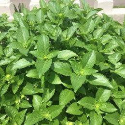 Fresh blanco or verde Basil (Albahaca Blanca or Verde) - Botanica Nena