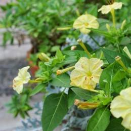 Fresh Wonder (Maravilla) - Botanica Nena