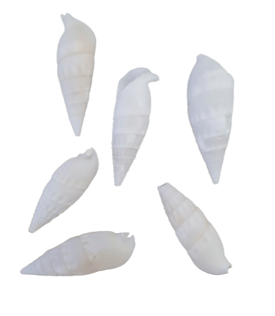 Caracol marino blanco y mafil - Cerithios - Botanica Nena
