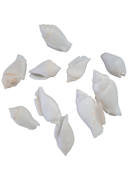 Caracol marino blanco y mafil - Cerithios - Botanica Nena