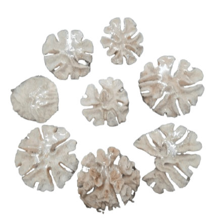 Coral Cerebro Abierto 5" a 7" Aprox Cada Una - Botanica Nena