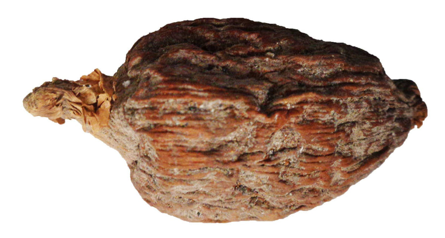 Atare (Vaina de Pimienta Guinea) 2" x 1" aprox. Ashe - Botanica Nena