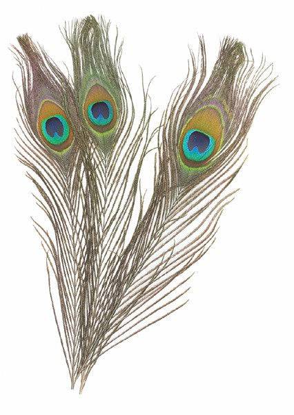 Natural Peacock Feathers With Big Natural Ayes. (Pluma de Pavo Real) grande 30" A 35" por 3 - Botanica Nena