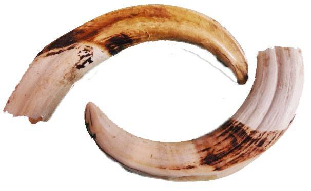Colmillo de Jabali - 5"-6" Aprox (1 Pieza) - Botanica Nena