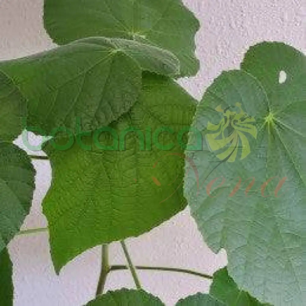 Fresh Buttercup (Botón de Oro) - Botanica Nena