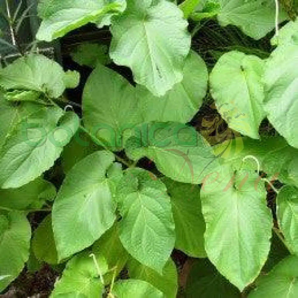 Fresh Caisimón - Botanica Nena