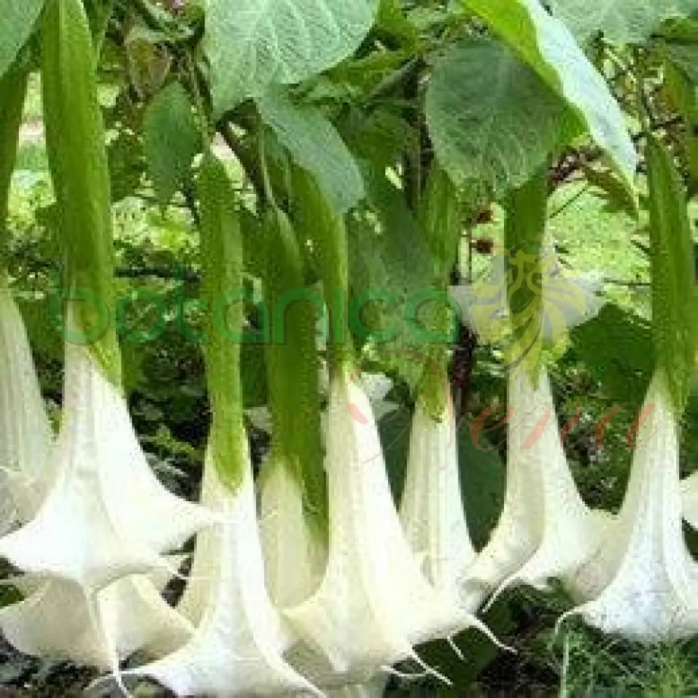 Fresh Campana Blanca - Botanica Nena