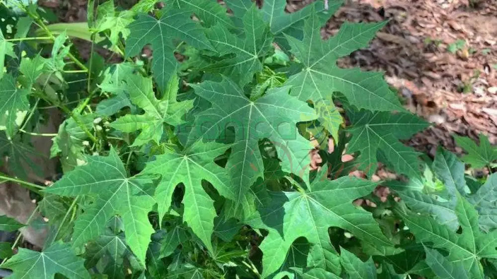 Fresh Tree Spinach (Chaya) - Botanica Nena