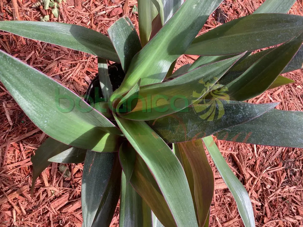 Fresh Cordoban - Botanica Nena