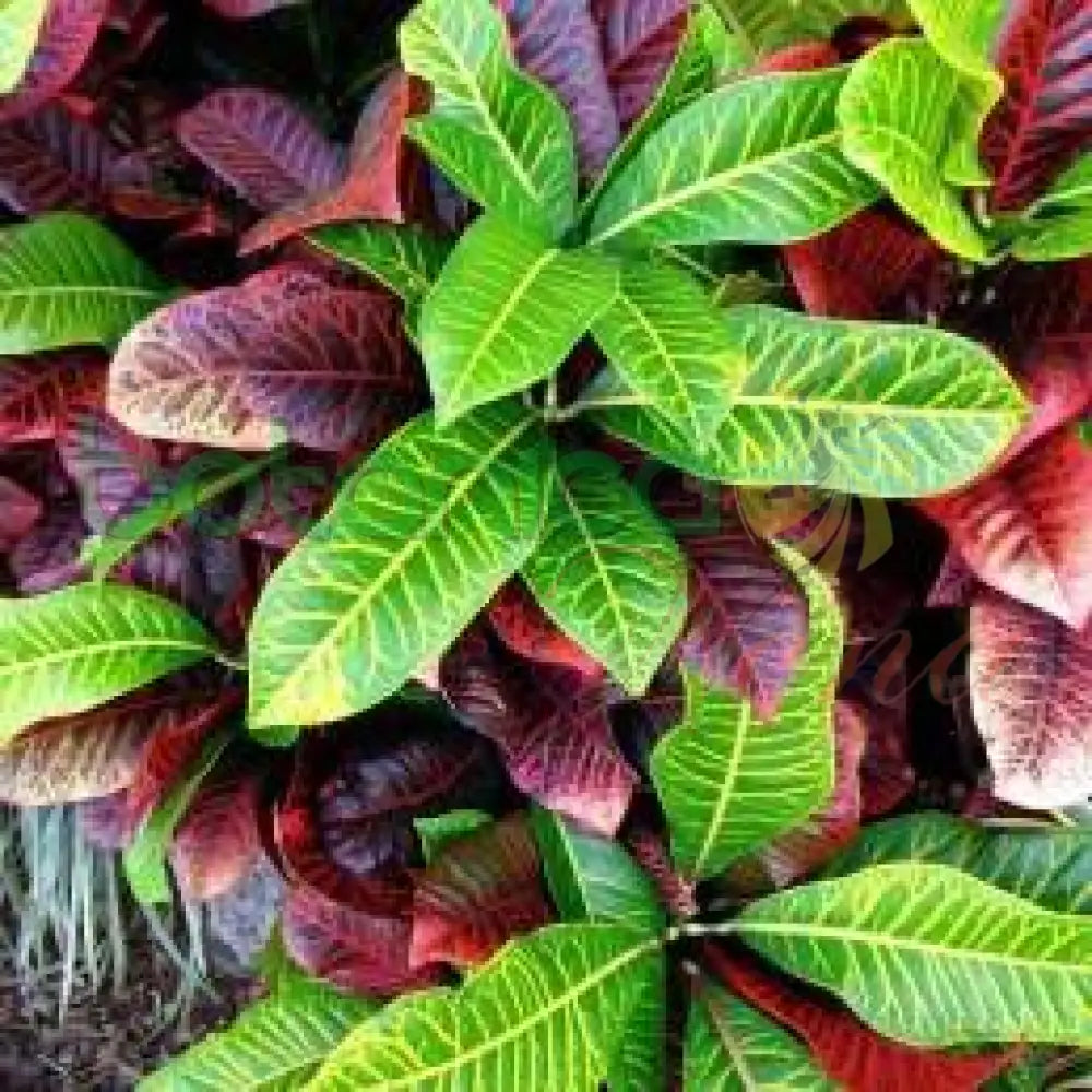 Fresh Croto - Botanica Nena