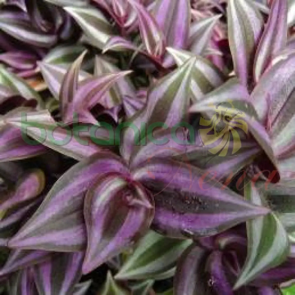 Fresh Cucaracha - Botanica Nena