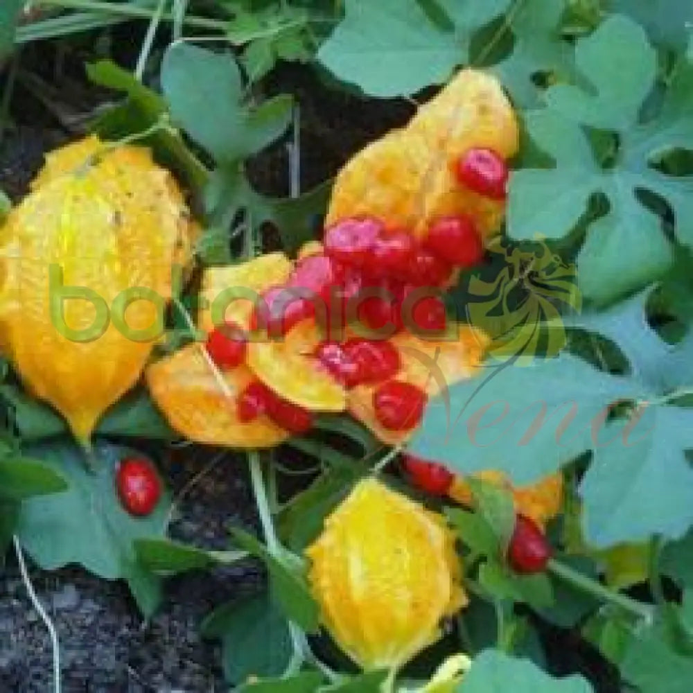 Fresh Bitter Melon (Cundeamor) - Botanica Nena