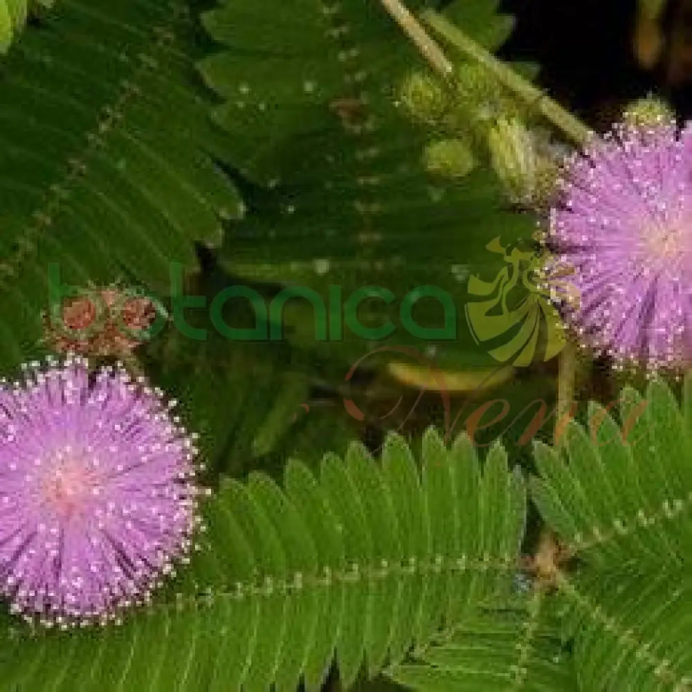 Fresh Dormidera - Botanica Nena