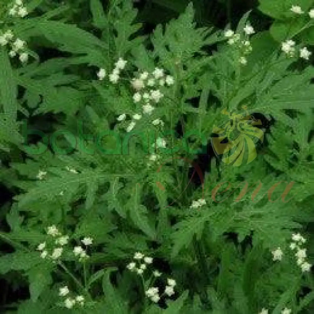 Fresh Bitter Broom (Escoba Amarga) - Botanica Nena