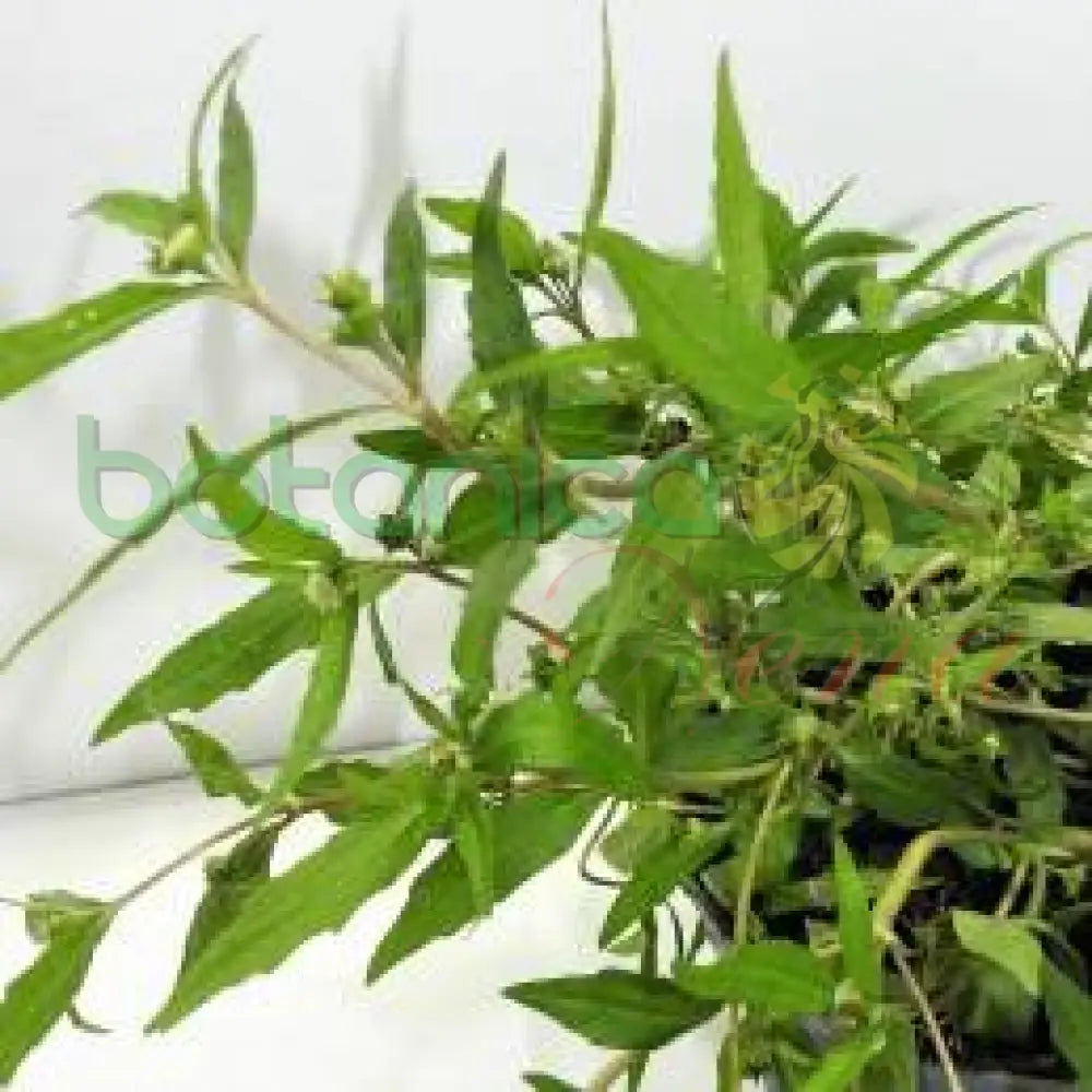 Fresh Take-Evil-Away (Abericunlo - Espanta Muerto) - Botanica Nena