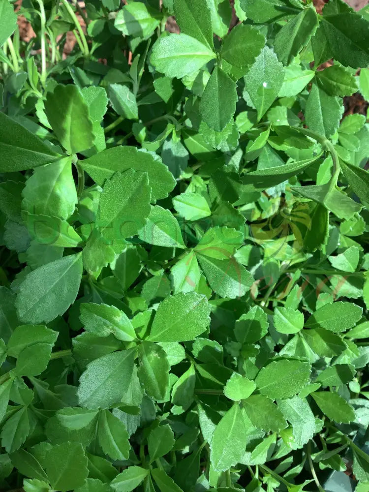 Fresh Fosforito - Botanica Nena