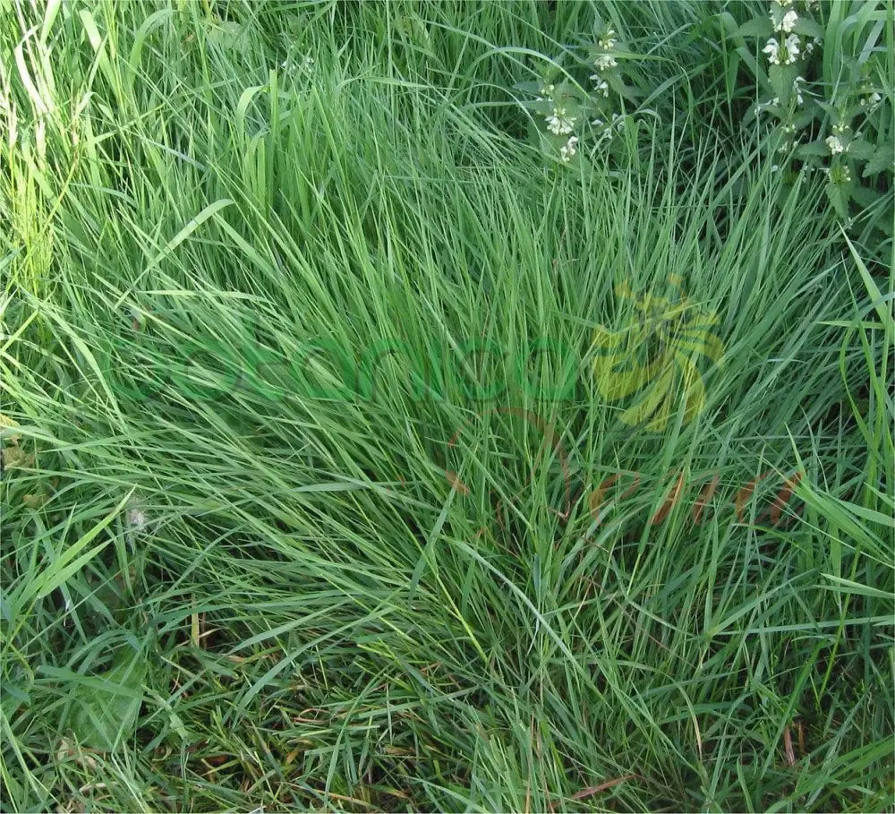 Fresh Hierba Fina - Botanica Nena