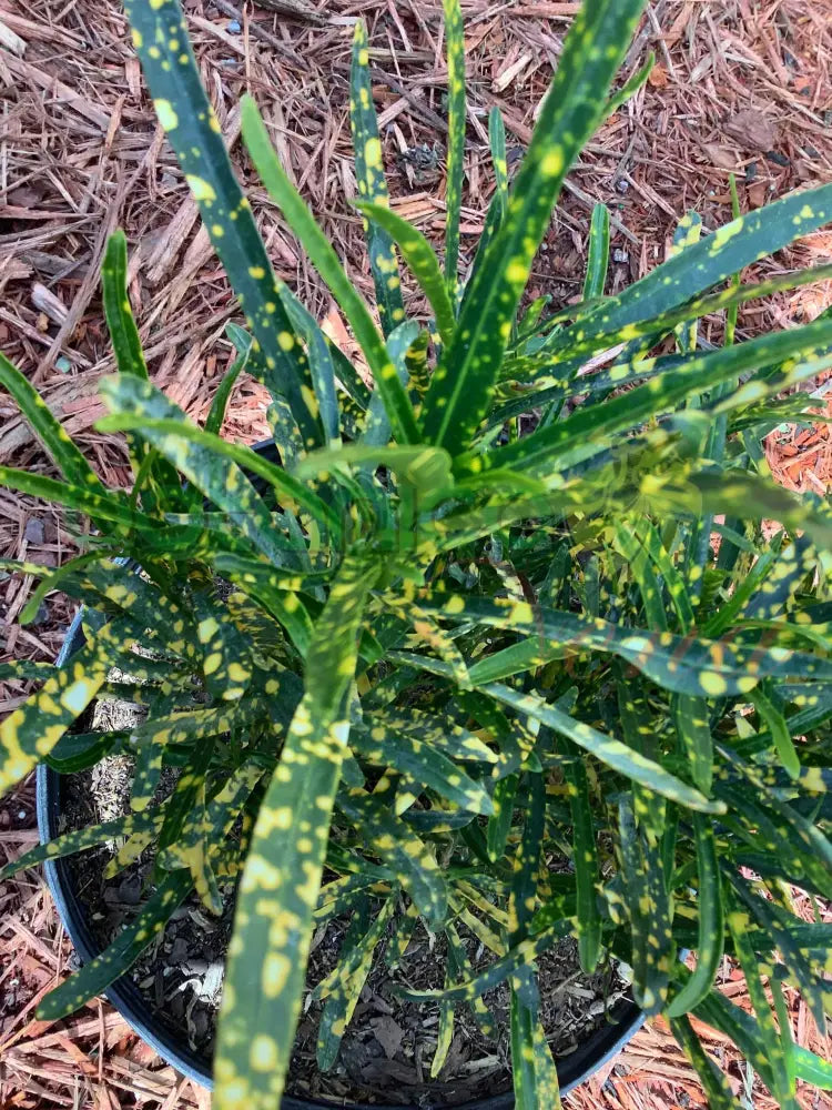 Fresh Justice (Justicia) - Botanica Nena