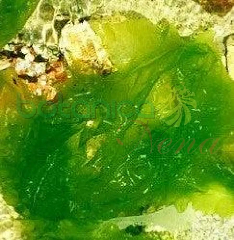 Frozen Lino de Mar - Botanica Nena