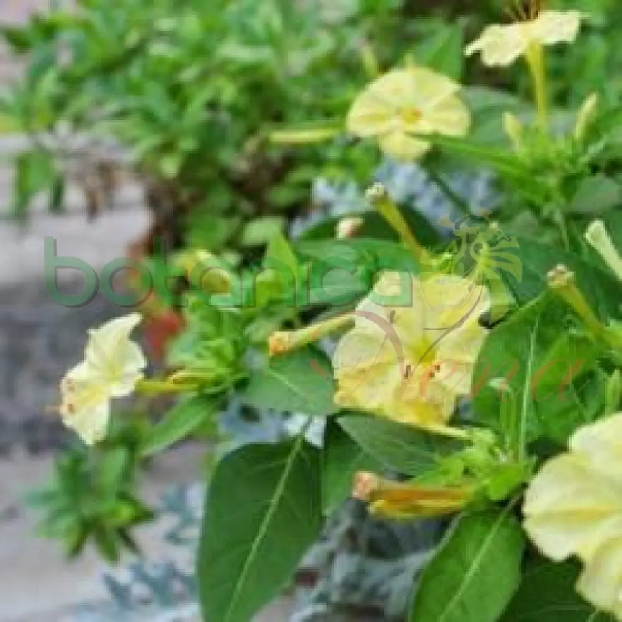 Fresh Wonder (Maravilla) - Botanica Nena