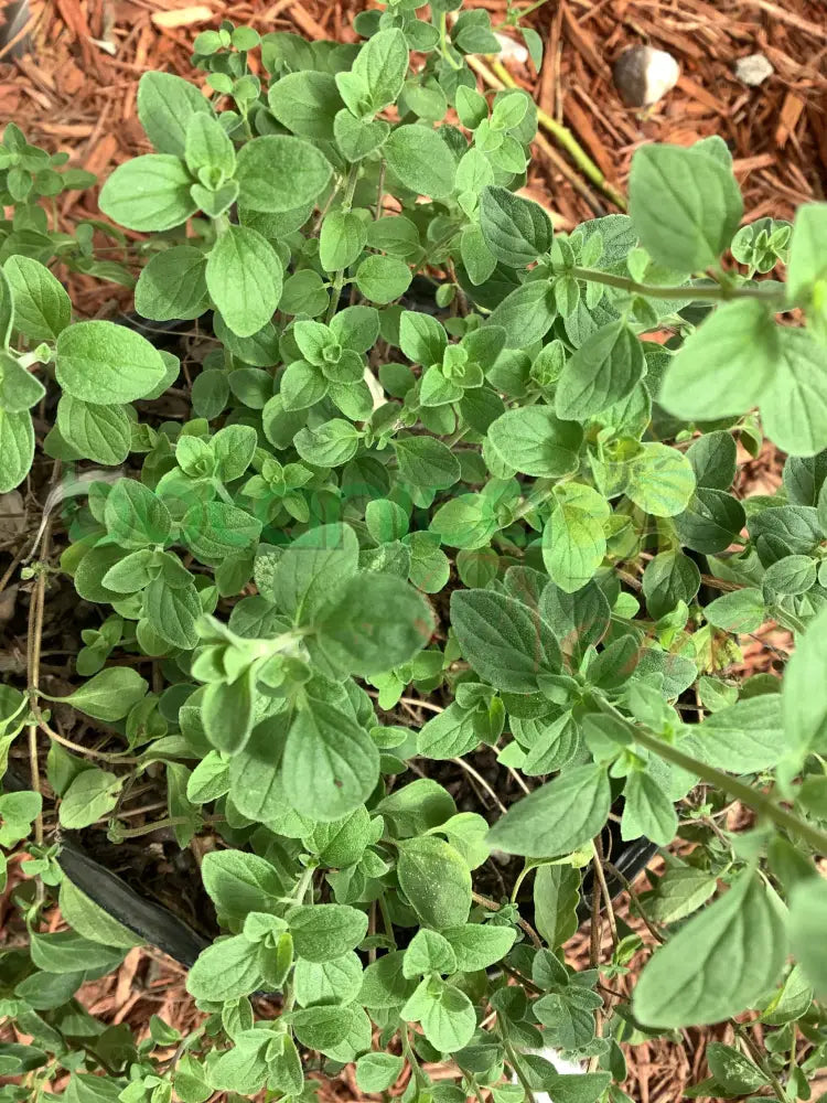 Fresh Marjoram (Mejorana) - Botanica Nena