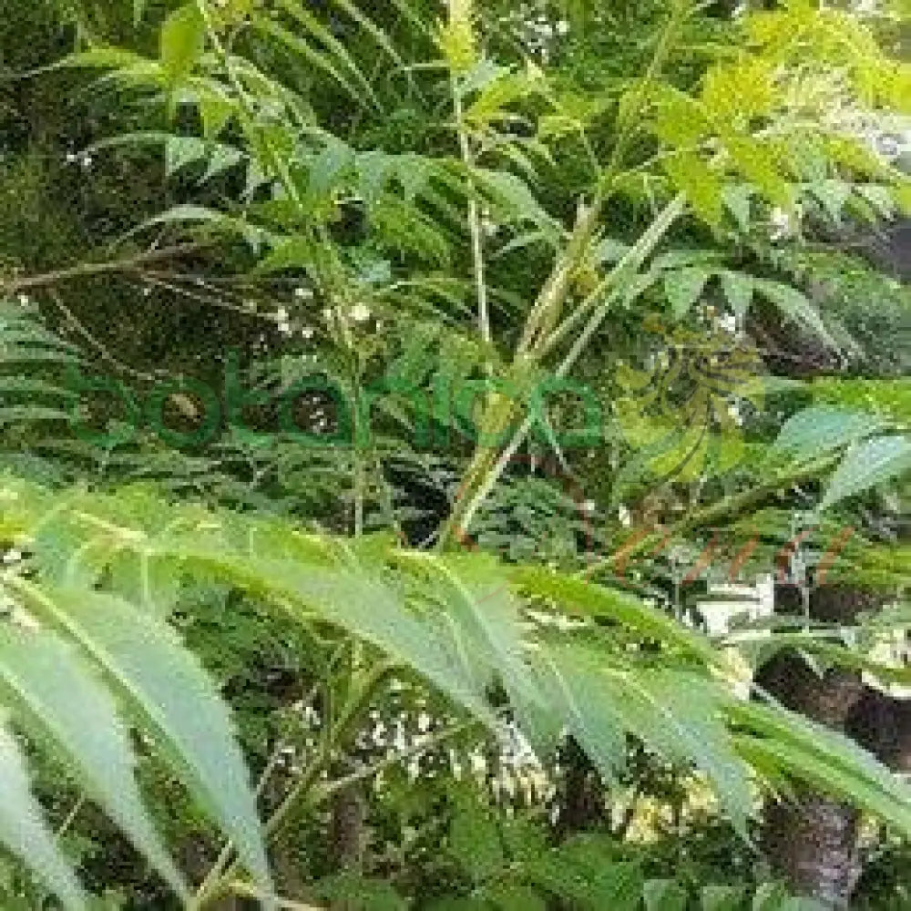 Fresh Ewé Ibayú (Paraíso) - Botanica Nena