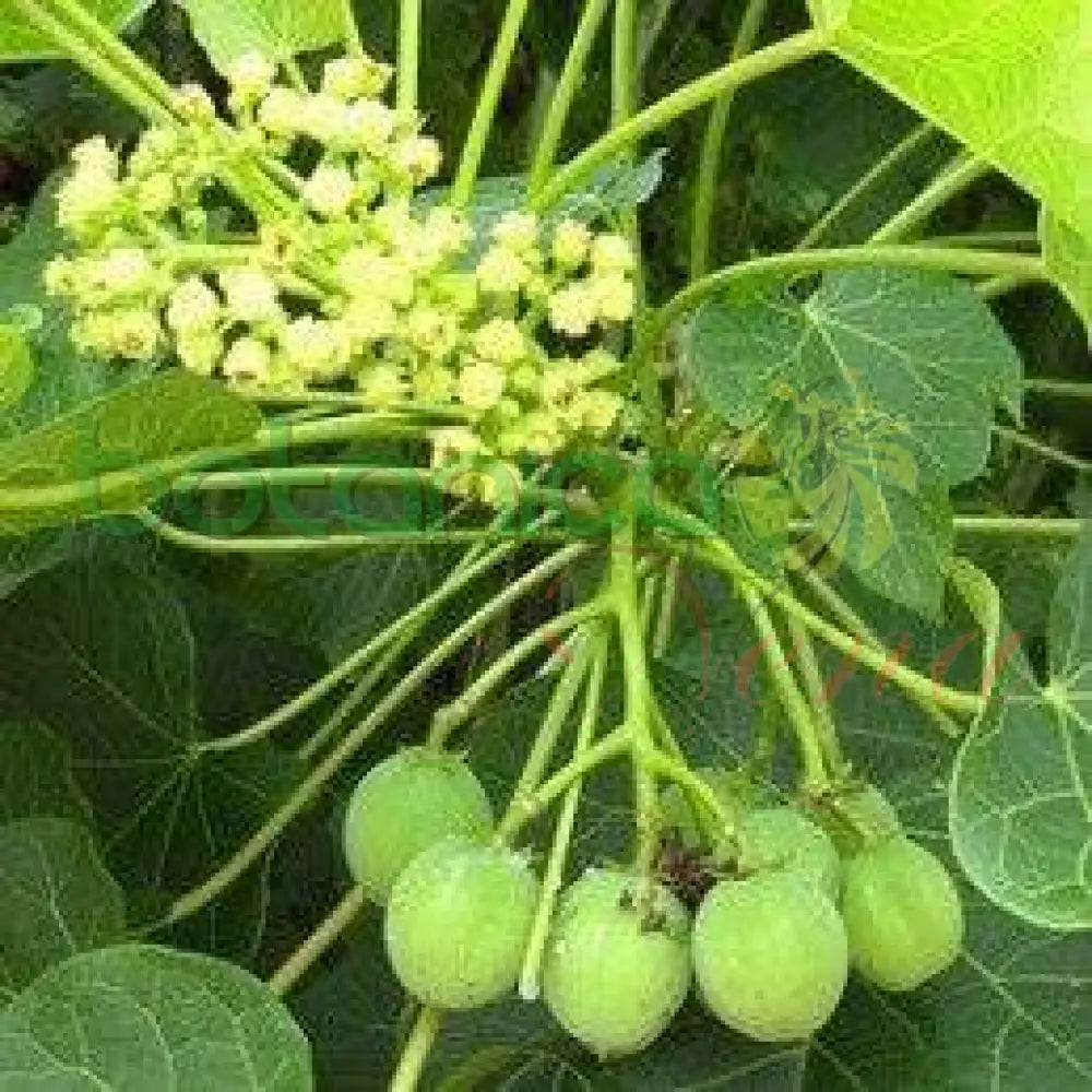 Fresh Piñon de Botija - Botanica Nena