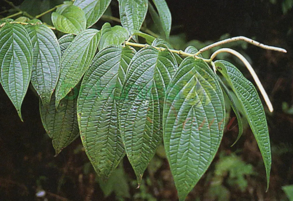 Fresh Platanillo de Cuba - Botanica Nena