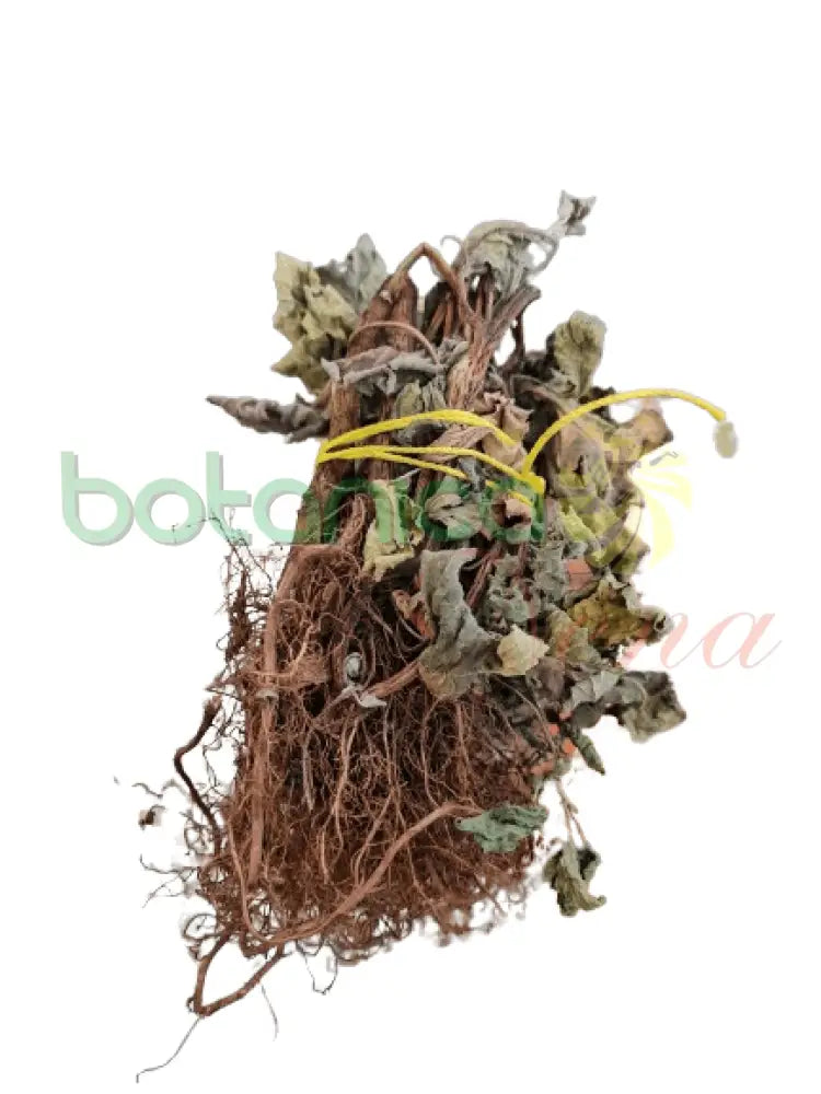 Guisazo de Caballo Root - Botanica Nena