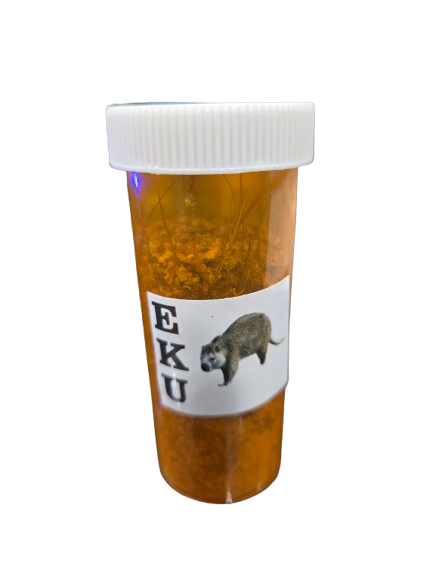 Jutia Ahumada Molida(Agouti) EKU) Nigeriana