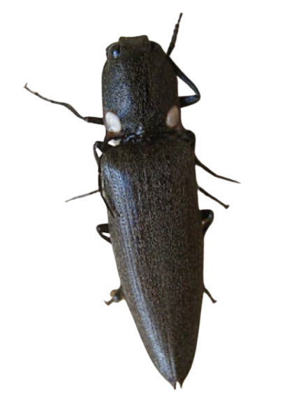 Cocuyo Congelado
