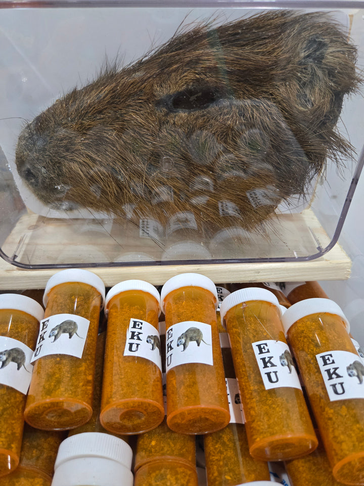 Jutia Ahumada Molida(Agouti) EKU) Nigeriana