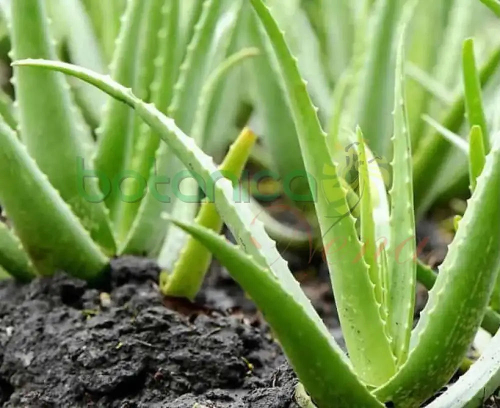 Fresh Aloe Vera (Sábila) - Botanica Nena