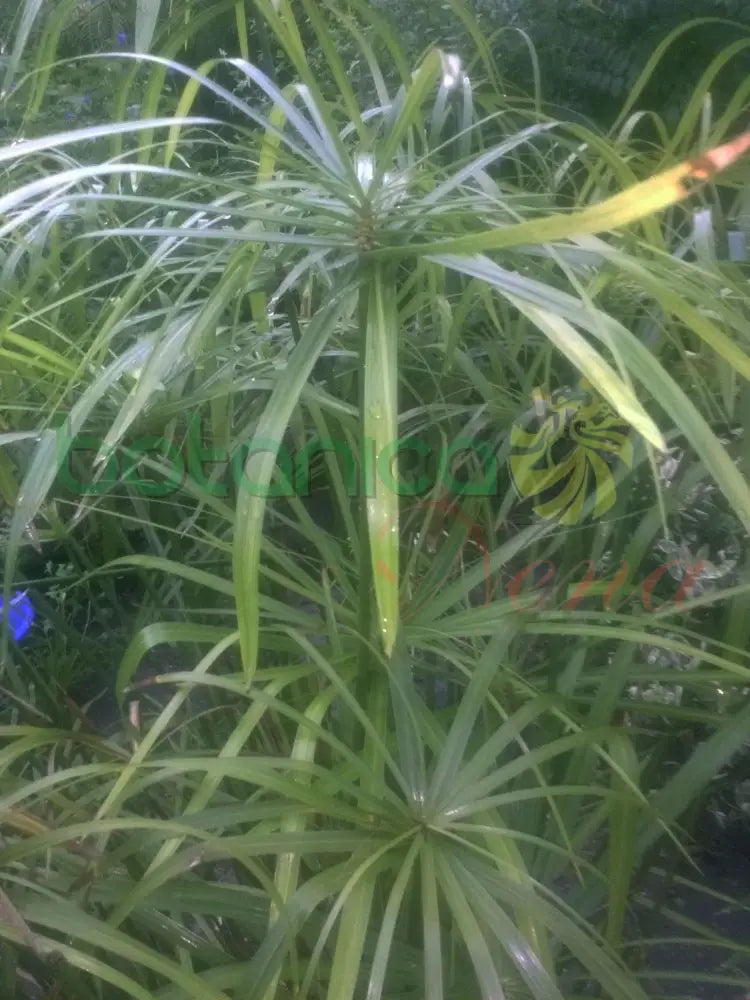 Fresh Saco Saco - Botanica Nena