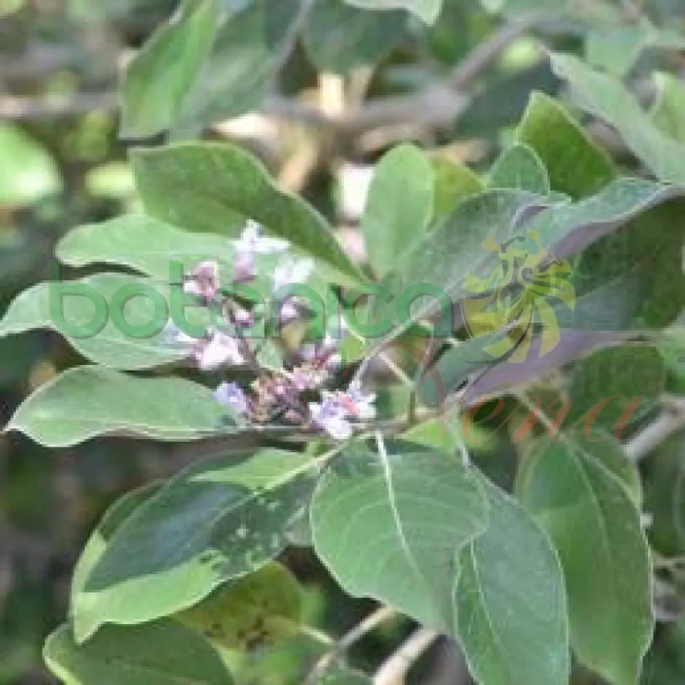 Fresh Winner (Vencedor) - Botanica Nena