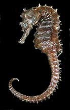 <p>Dried Seahorse - caballitos de mar</p>