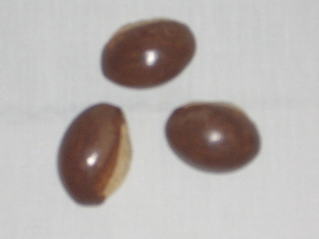 Canistel Seed