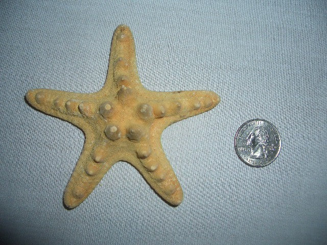 Estrella de Mar - Mediana