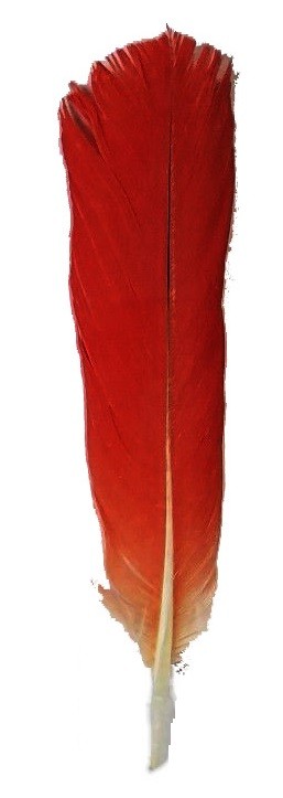 African Parrot Feather (Tail) Original - 1 piece